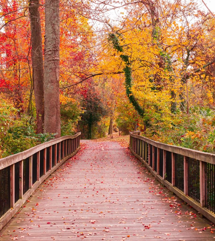 beautiful-wooden-pathway-going-breathtaking-colorful-trees-forest